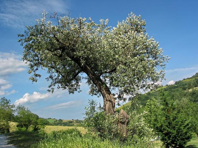 1177 Camping Podere Sei Poorte.jpg